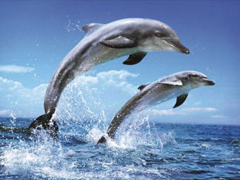 Януковичу предложили предоставить гражданство дельфинам