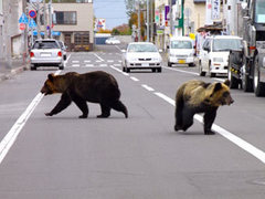 В Японии участились нападения голодных медведей на людей