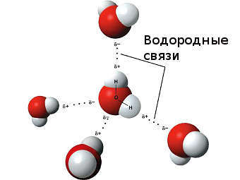 Формирование водородных связей между молекулами воды. Изображение с сайта nau.edu