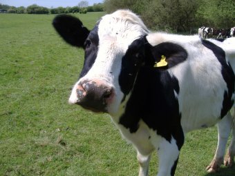 Изображение с сайта rawmilktruth.com Изображение с сайта rawmilktruth.com