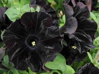 Черные петунии. Фото с сайта mygarden.rhs.org.uk