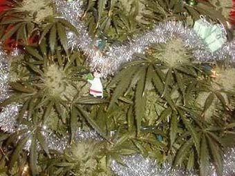 picture Житель Германии декорировал марихуану новогодней гирляндой