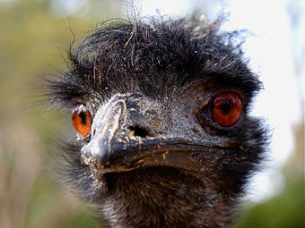 ���� Snowmanradio