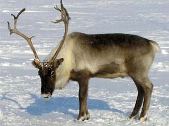 http://img.lenta.ru/news/2010/12/23/deer1/picture.jpg