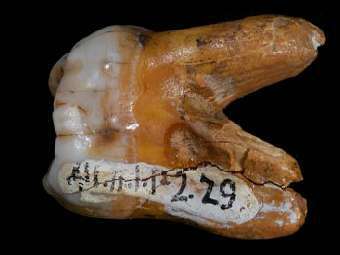 Зуб человека из Денисовой пещеры. Изображение Max Planck Institute for Evolutionary Anthropology