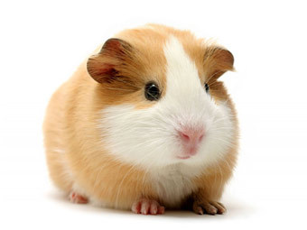 ���� � ����� adelaidevet.com.au