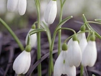 ����� �����������. ���� � ����� kew.org