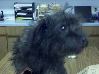 ����� ����. ���� Minneapolis Animal Control