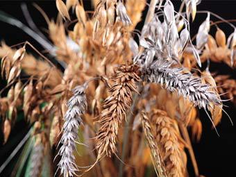 Правительство России снизило прогноз урожая зерновых