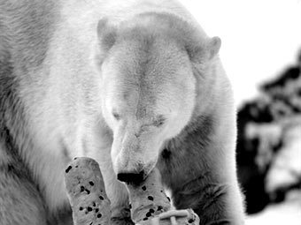 ����. ���� &copy;AFP