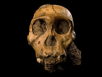  Australopithecus sediba.    web.wits.ac.za