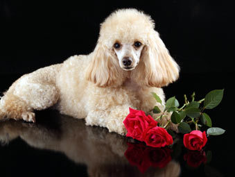 ���� � ����� Photl.com