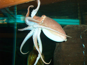 �������� � ����������� �����������. ���� � ����� visitsealife.com