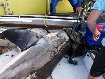 ���� � ����� oceans-research.com