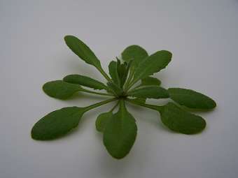 �������� Arabidopsis thaliana. ���� � ����� wisc.edu