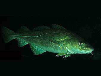 ������������� ������ Gadus morhua� ���� � ����� uwlax.edu