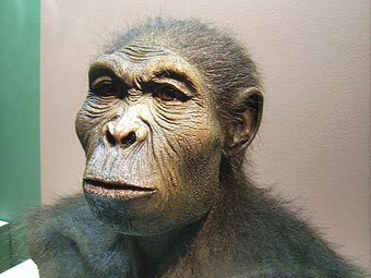 Homo habilis ( ).    wikipedia.org