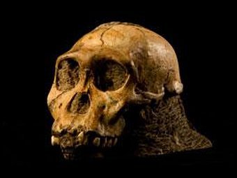 Череп Australopithecus sediba. Фото авторов исследования