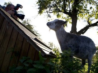 Козел Цоттель со следами черной краски. Фото (c)AFP Козел Цоттель со следами черной краски. Фото (c)AFP