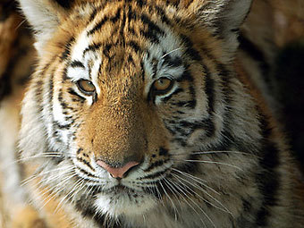Восьмимесячный тигр. Фото с сайта travelpod.org