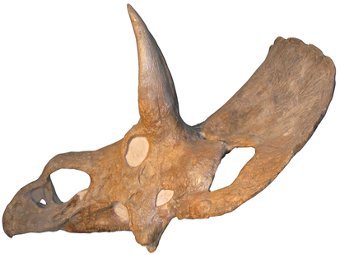 USNM 2412. ���� ������� ������������