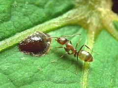 <i>Linepithema humile</i>. ���� ������������ Penarc/Wikipedia
