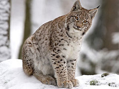 ����. ���� � ����� animalbox.ru