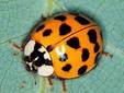Harmonia axyridis. ���� � ����� entomology.unl.edu