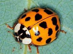 Harmonia axyridis. ���� � ����� entomology.unl.edu