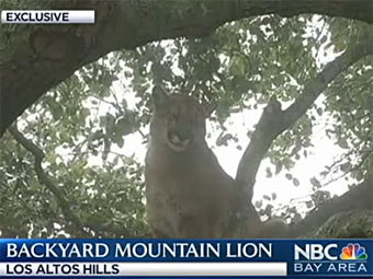 ���� �� ������. ���� ���������� NBC