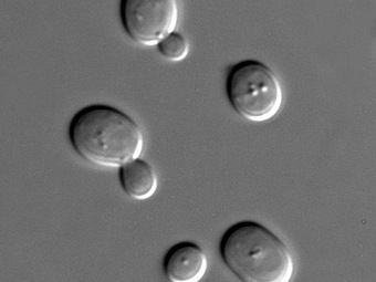Sacharomyces cerevisiae. Фото пользователя Masur с сайта wikipedia.org