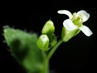Arabidopsis thaliana.  Sui-setz/Wikipedia