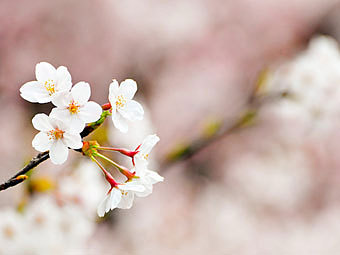 Цветущая сакура. Фото ehnmark