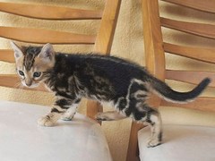 Фото с сайта bengal.ru