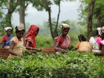 Сборщицы чая в Ассаме. Фото ©AFP