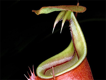 Nepenthes bicalcarata.  Flickr / AJ Cann