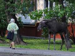 На востоке Москвы усилено патрулирование мест возможного появления лосей