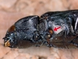 �������� ������� Melanophila consputa ���� <a href=http://www3.uni-bonn.de/Pressemitteilungen/133-2012 target=_blank>Helmut Schmitz/Uni Bonn</a>