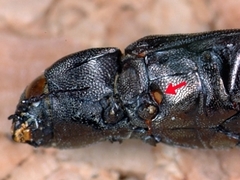 �������� ������� Melanophila consputa ���� <a target=_blank href=http://www3.uni-bonn.de/Pressemitteilungen/133-2012 target=_blank>Helmut Schmitz/Uni Bonn</a>