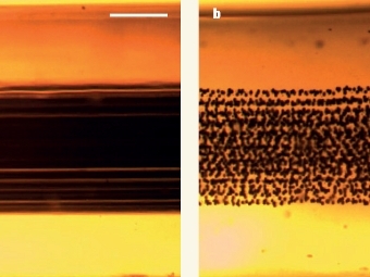     .  Kaufman et al.