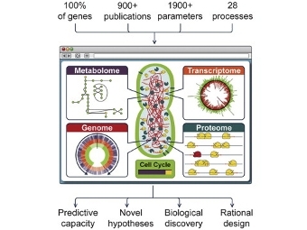  Mycoplasma genitalium.  Karr et al./Cell