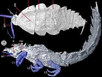 Личинка тараканоподобного насекомого (вверху) и Anebos phrixos (внизу). Компьтерное изображение из статьи Garwood et al., PLoS, 2012