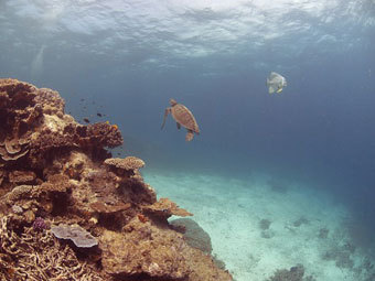 Большой барьерный риф. Фото ©AFP