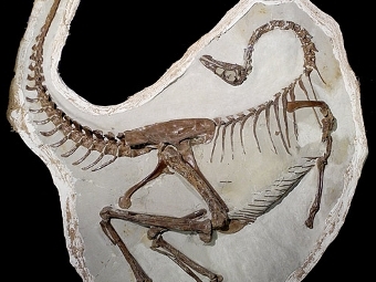 Орнитомимозавр. Фото Royal Tyrrell Museum