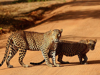 Фото: Dinuka Liyanawatte / Reuters Фото: Dinuka Liyanawatte / Reuters