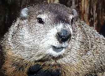 ���. ���� � ����� www.punxsutawneyphil.com