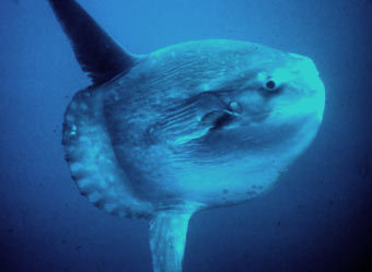 ���� ����. ����� ������� ���� � ����, ���� � ����� www.photolib.noaa.gov