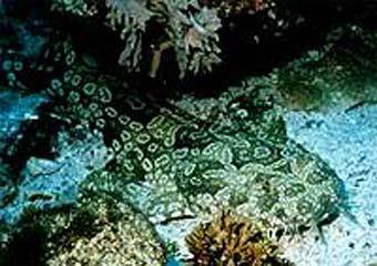 ��������� ��������� �����. ���� � ����� filin.km.ru/fish