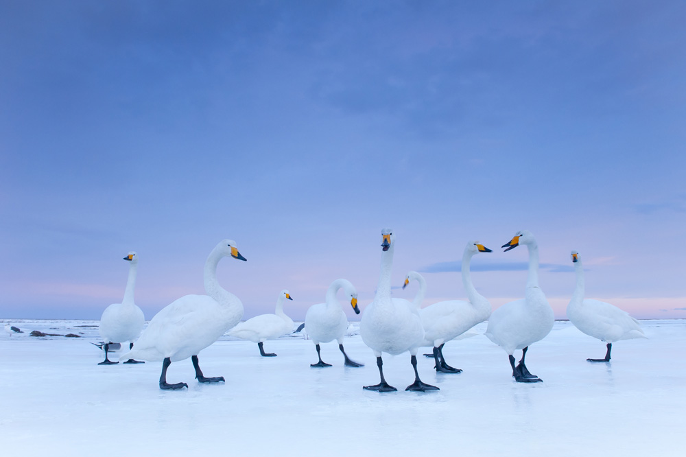 Лучшие фотографии World Press Photo 2011 