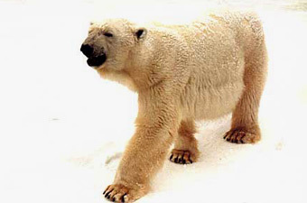 ����� �������. ���� � ����� www.zoo.kharkov.ua